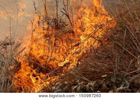 Summer wildfires burning in the Forest at rural area of Khon KaenThailand due to the very hot weather.
