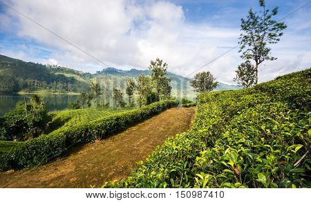 Sri Lanka's Hill Country and Tea estates