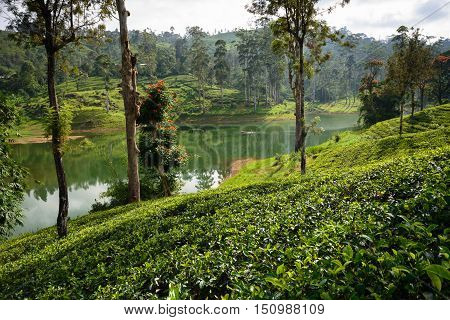 Tea Fields of Sri Lanka, Nuwara eliya