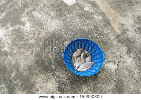 Tilapia And Nile Tilapia In Blue Plastic Bucket, Raw Fresh Freshwater Fish In Blue Plastic Basket. O