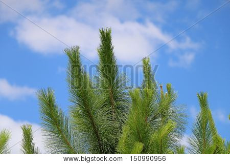 Treetop of Pine Tree on Blue Sky Background