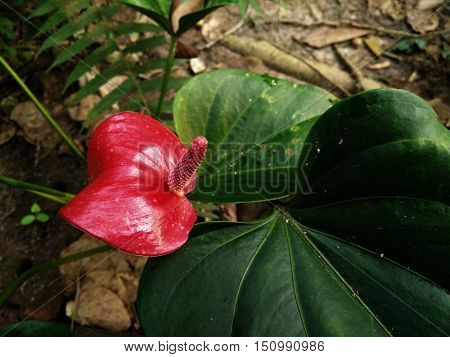 Red Flamingo Flower & White Pollen with Deep Green Leaves