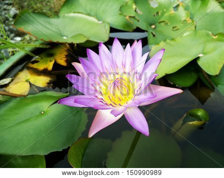 Purple Lotus Flower & Yellow Pollen on Lily Pads Background