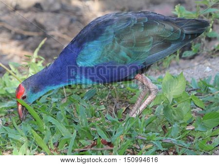 Black-backed Swamphen foraging in foliage near Songkhla, Thailand