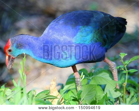 Black-backed Swamphen foraging in weeds near Songkhla, Thailand