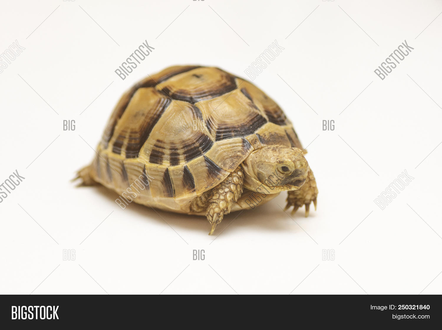 Baby Turtle. Little Image & Photo (Free Trial) | Bigstock