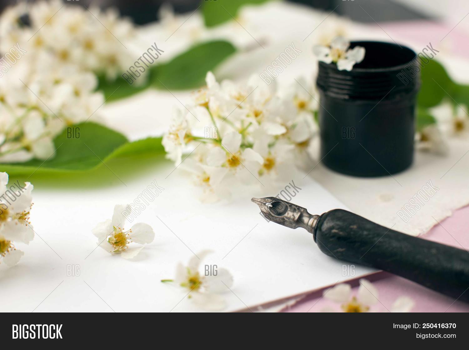envelope paper white image photo free trial bigstock paper white flower care