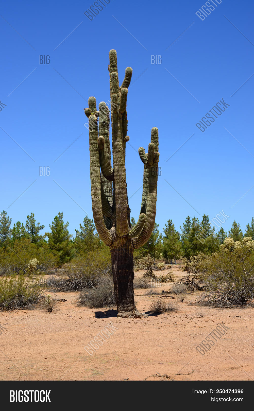 Ancient Old Saguaro Image & Photo (Free Trial) | Bigstock