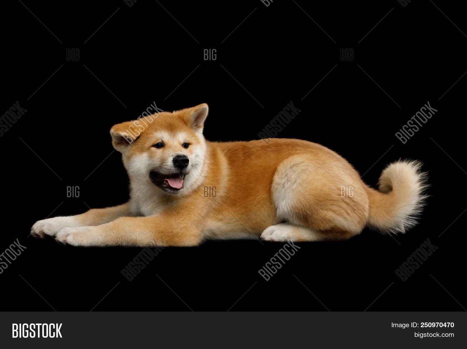smiling akita