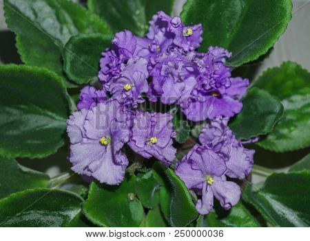 Flower Pot Of Blossoming Purple African Violets .saintpaulia
