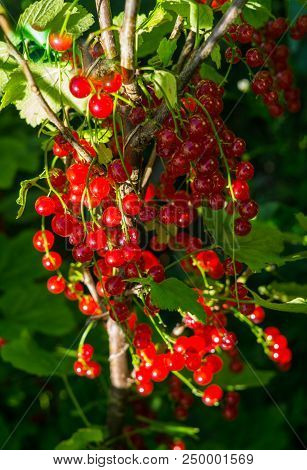 Branches Strewn With Red Currant Berries In The Garden