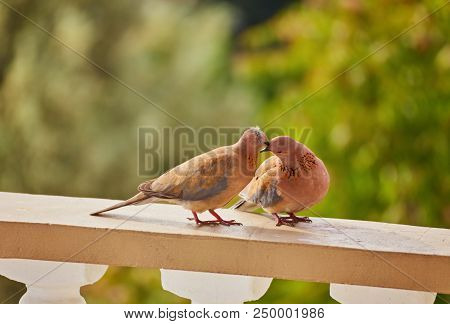 Two Cute Pigeons Kissing With Their Beaks, Walking Together On A Sunny Day Outdoors