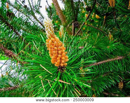 Young Shoots Of Pine In Early Summer.
