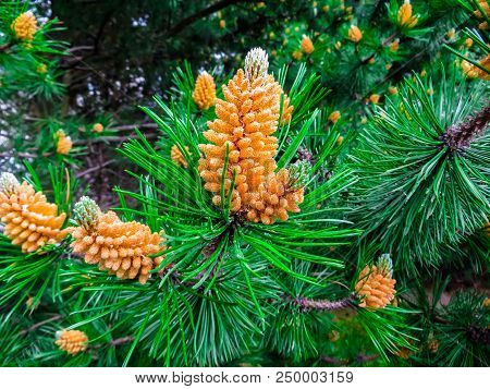 Young Shoots Of Pine In Early Summer.
