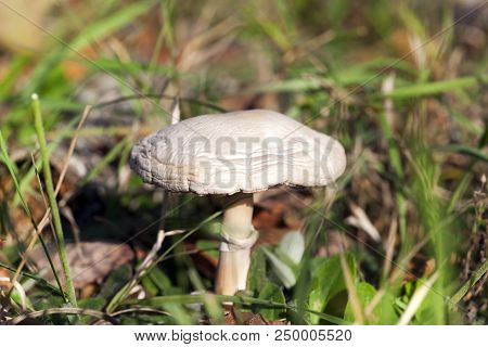 Wrinkled Flaccid Poisonous Mushroom Growing In The Forest, Close-up Photo In Autumn