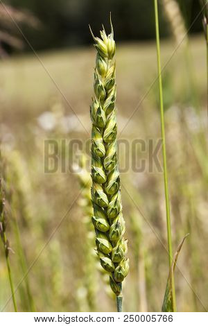 One Single Stem Of Green Wheat Against The Background Of The Yellow Color Of Other Mature Stems, Clo