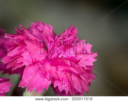 Closeup Of The Blossom Of A Carnation (dianthus Caryophyllus) With Water Drops