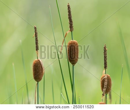 Closeup Of The Inflorescences Of Dwarf Bulrush (typha Minima)