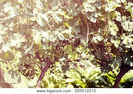 Grapes Harvest In Vineyard In Tirana Countryside Albania