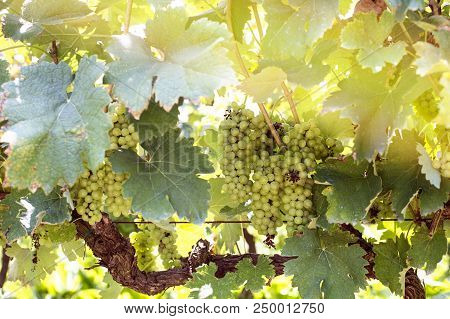 Grapes Harvest In Vineyard In Tirana Countryside Albania