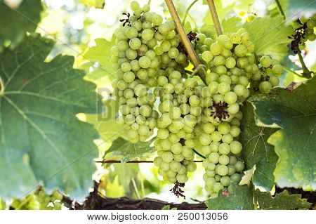 Grapes Harvest In Vineyard In Tirana Countryside Albania