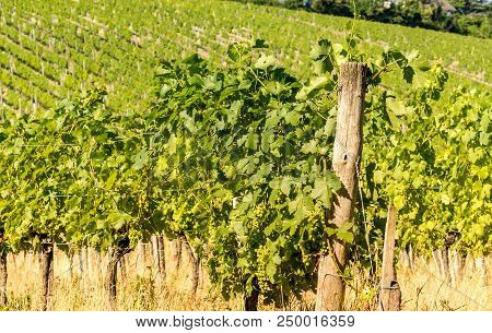 Vineyard Hills Of The City Of Vienna