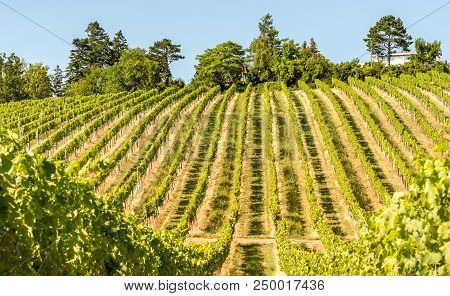 Vineyard Hills Of The City Of Vienna