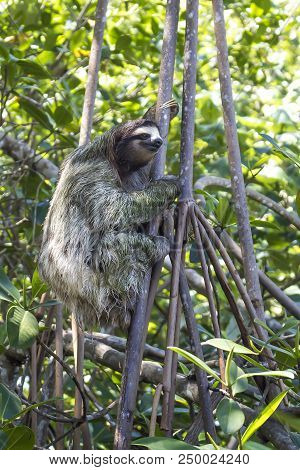 Three Toed Sloth Climbing Tree Close Up