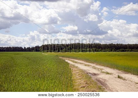 Driven On An Agricultural Field With Wheat And Rye Road, Summer Landscape