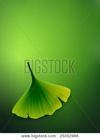 Vector ginkgo leaf