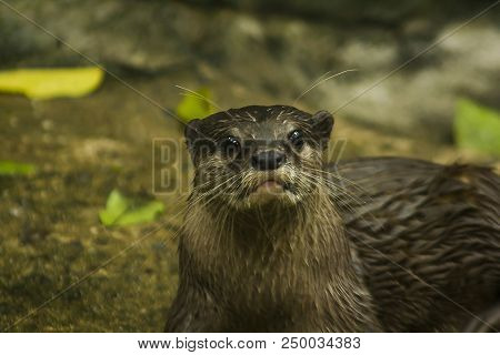 Small-clawed Otter Upper Body, Gray-brown Lower Body Slightly Weaker. Beneath The Chin And Neck, The