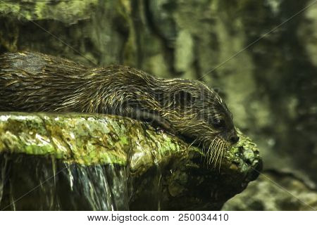 Small-clawed Otter Upper Body, Gray-brown Lower Body Slightly Weaker. Beneath The Chin And Neck, The