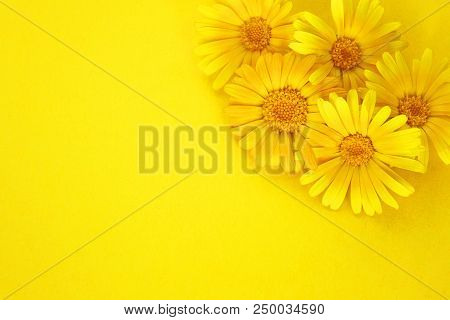 Yellow Calendula Lying On Yellow Paper Background  With Copy Space For Text. Top View, Flat Lay.