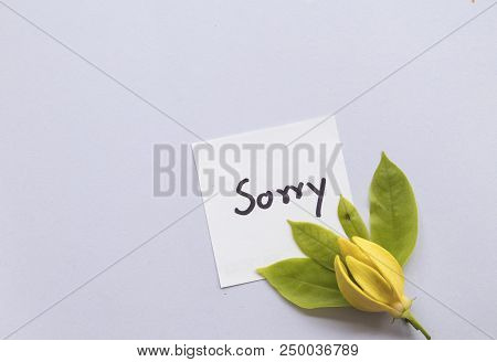 I Am Sorry Message Card Handwriting With Ylang Ylang Yellow Flowers On Background White