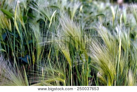 Steppe Feather Grass Illuminated By Contour Sun