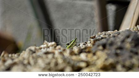 Closeup Green Lizard-gecko- Hiding Behind The Wall/ Creepy In The Wild Nature. Wild Life Next To Man