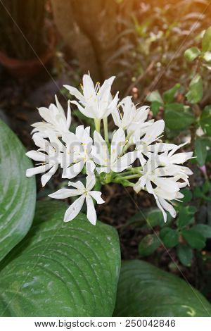 White Proiphys Amboinensis Flower In Nature Garden