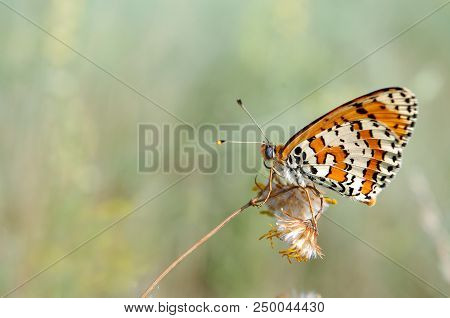 Bright Red Butterfly On A Meadow. Brush-footed Butterflies. Close Up.