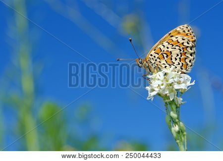 Bright Red Butterfly On A Meadow. Brush-footed Butterflies. Close Up.