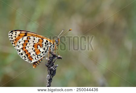 Bright Red Butterfly On A Meadow. Brush-footed Butterflies. Close Up.