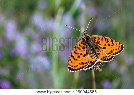 Bright Red Butterfly On A Meadow. Brush-footed Butterflies. Summer Meadow.