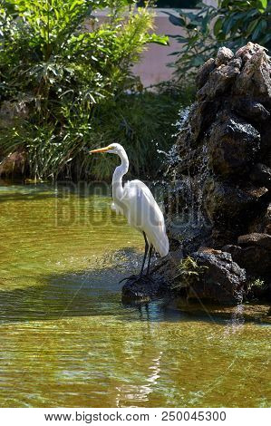 Heron-shaped Family Of Birds Of The Order Of The Stork, Live On Swamps, Feed On Frogs. Long Legs, Re