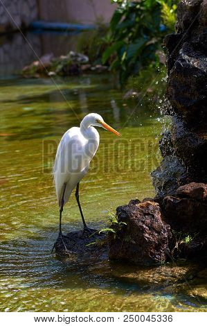 Heron-shaped Family Of Birds Of The Order Of The Stork, Live On Swamps, Feed On Frogs. Long Legs, Re