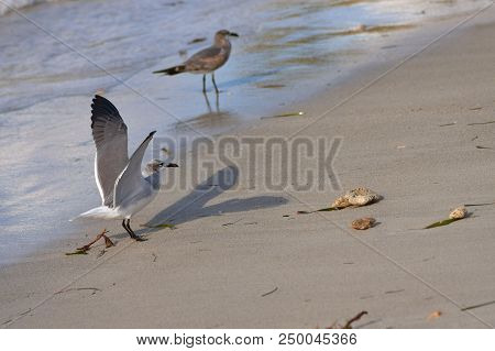 Albatross A Large Sea Bird With A Long Beak And Narrow Wings, Black And White Feathers, Feeds On Fis