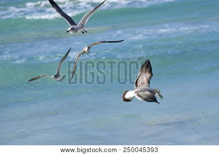 Albatross A Large Sea Bird With A Long Beak And Narrow Wings, Black And White Feathers, Feeds On Fis