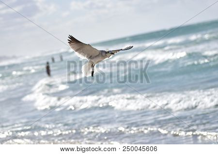 Albatross A Large Sea Bird With A Long Beak And Narrow Wings, Black And White Feathers, Feeds On Fis