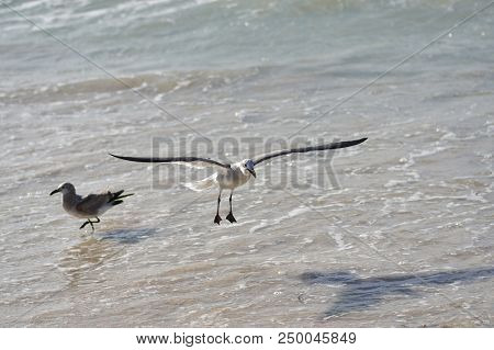Albatross A Large Sea Bird With A Long Beak And Narrow Wings, Black And White Feathers, Feeds On Fis