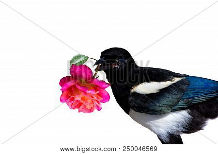 A Little Magpie Prankster Is Holding A Rose Blossom For Exuse. On White Background.