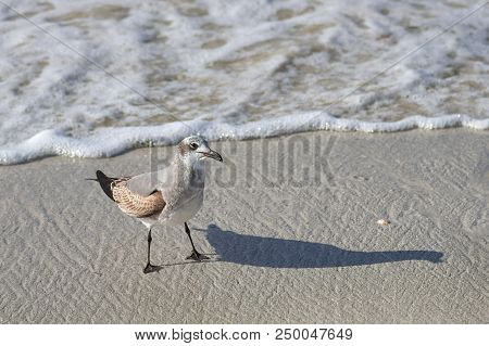 Albatross A Large Sea Bird With A Long Beak And Narrow Wings, Black And White Feathers, Feeds On Fis