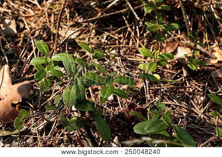 Blueberry Plant On The Ground In A Spring Forest